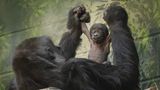 Nachwuchs für eine vom Aussterben bedrohte Gorilla-Art: In London wurde ein Westlicher Flachlandgorilla geboren, wie der Zoo der britischen Hauptstadt am Donnerstag mitteilte. Der Winzling sei am Mittwochmorgen nur 17 Minuten nach Beginn der Wehen zur Welt gekommen. Zunächst kuschelte Mutter Mjukuu mit dem Kleinen, bevor sie anderen Jungtieren erlaubte, den Neuankömmling zu begutachten.  Ob es sich bei dem Gorilla-Baby um ein Männchen oder ein Weibchen handelt, muss noch festgestellt werden. Auch sein Name steht noch nicht fest. Kathryn Sanders, die beim Londoner Zoo für die Primaten zuständig ist, erklärte, die Gorillas seien wegen des Nachwuchses "so aufgeregt wie wir und können nicht aufhören, das Baby anzustarren".  Der Bestand von Westlichen Flachlandgorillas, die in dichten und abgelegenen Regenwäldern in West- und Zentralafrika leben, ist in den vergangenen 25 Jahren um mehr als 60 Prozent zurückgegangen. Ursache dafür sind laut der Zoologischen Gesellschaft von London Entwaldung, Wilderei und Krankheiten. Mjukuu wurde während ihrer Schwangerschaft entsprechend intensiv überwacht: Die Zoowärter hatten sie die ganze Zeit mithilfe von Überwachungskameras beobachtet.