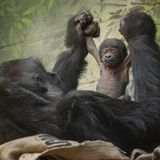 Nachwuchs für eine vom Aussterben bedrohte Gorilla-Art: In London wurde ein Westlicher Flachlandgorilla geboren, wie der Zoo der britischen Hauptstadt am Donnerstag mitteilte. Der Winzling sei am Mittwochmorgen nur 17 Minuten nach Beginn der Wehen zur Welt gekommen. Zunächst kuschelte Mutter Mjukuu mit dem Kleinen, bevor sie anderen Jungtieren erlaubte, den Neuankömmling zu begutachten.  Ob es sich bei dem Gorilla-Baby um ein Männchen oder ein Weibchen handelt, muss noch festgestellt werden. Auch sein Name steht noch nicht fest. Kathryn Sanders, die beim Londoner Zoo für die Primaten zuständig ist, erklärte, die Gorillas seien wegen des Nachwuchses "so aufgeregt wie wir und können nicht aufhören, das Baby anzustarren".  Der Bestand von Westlichen Flachlandgorillas, die in dichten und abgelegenen Regenwäldern in West- und Zentralafrika leben, ist in den vergangenen 25 Jahren um mehr als 60 Prozent zurückgegangen. Ursache dafür sind laut der Zoologischen Gesellschaft von London Entwaldung, Wilderei und Krankheiten. Mjukuu wurde während ihrer Schwangerschaft entsprechend intensiv überwacht: Die Zoowärter hatten sie die ganze Zeit mithilfe von Überwachungskameras beobachtet.