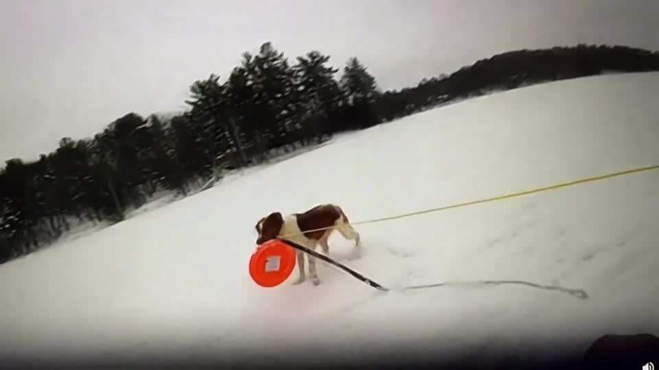 Video: Eisrettung auf vier Pfoten