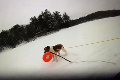 Video: Eisrettung auf vier Pfoten