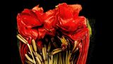 Nahaufnahme von horizontal aufgeschnittener Mohn-Blume