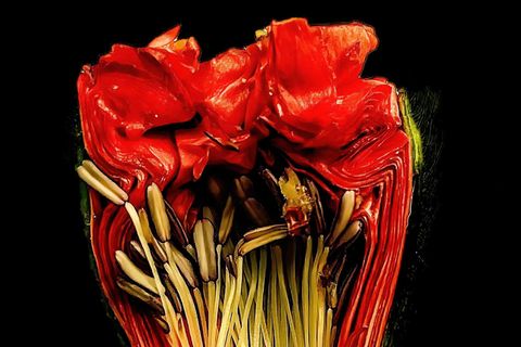 Nahaufnahme von horizontal aufgeschnittener Mohn-Blume