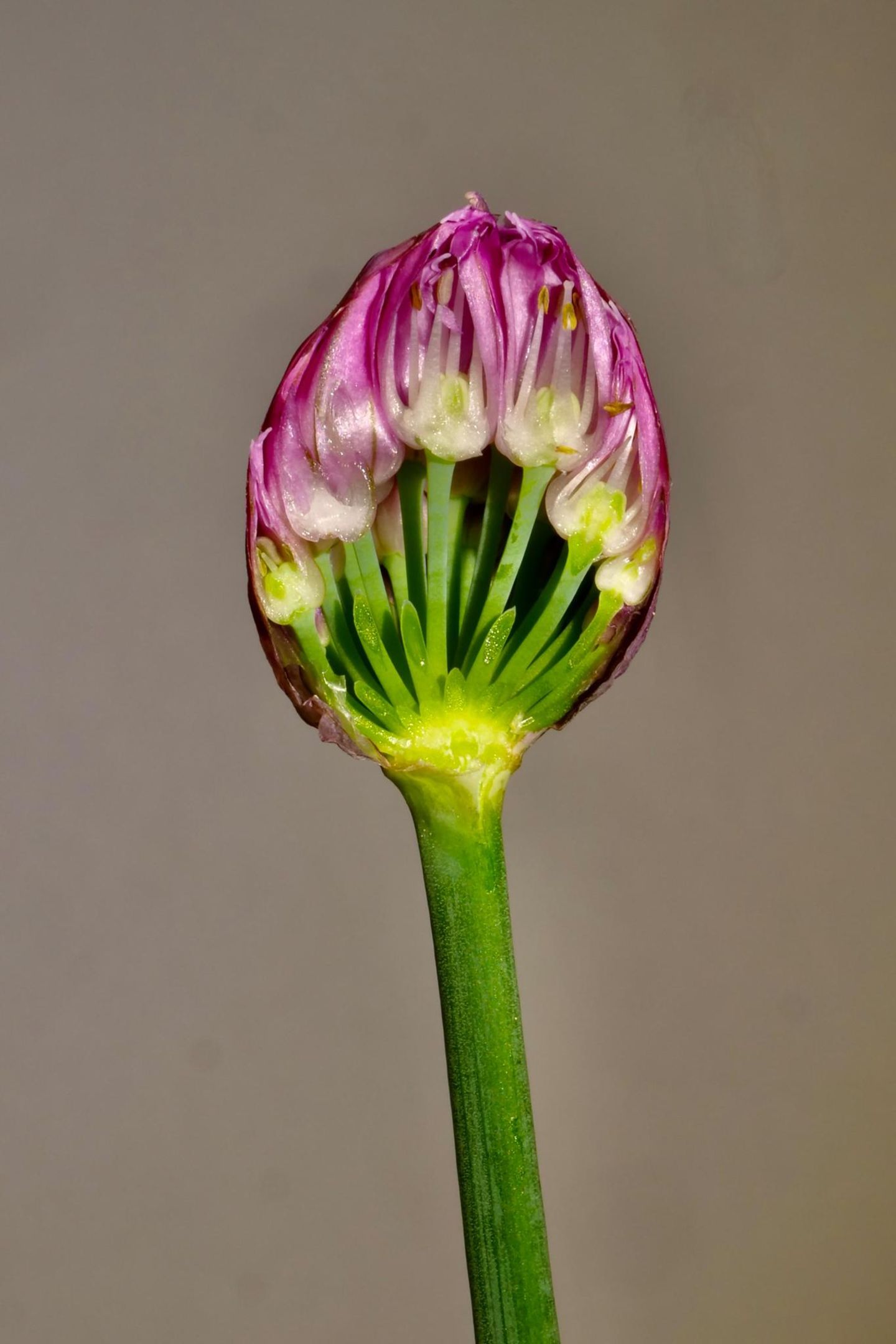 Blumen: Nahaufnahme von horizontal aufgeschnittenem Kugelköpfigem Lauch
