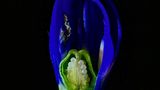 Blumen: Nahaufnahme von horizontal aufgeschnittenem Blaustern