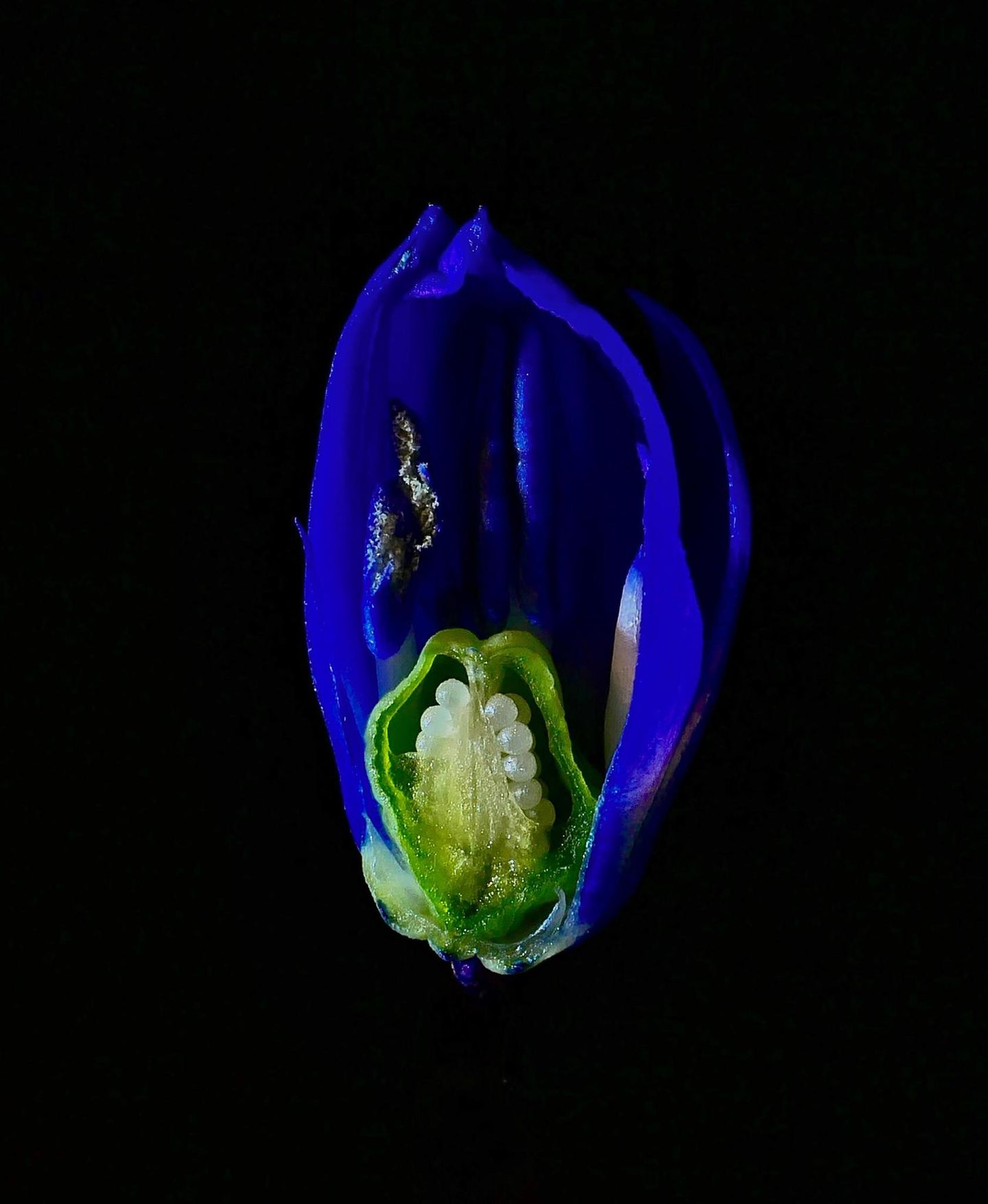 Blumen: Nahaufnahme von horizontal aufgeschnittenem Blaustern