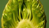 Blumen: Nahaufnahme von horizontal aufgeschnittenen Goldlauch