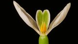 Blumen: Nahaufnahme von horizontal aufgeschnittenem Schneeglöckchen