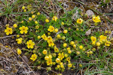 Potentilla reptans ist eine wichtige Heilpflanze und wird oft in der Medizin verwendet.