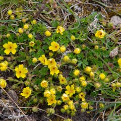Potentilla reptans ist eine wichtige Heilpflanze und wird oft in der Medizin verwendet.