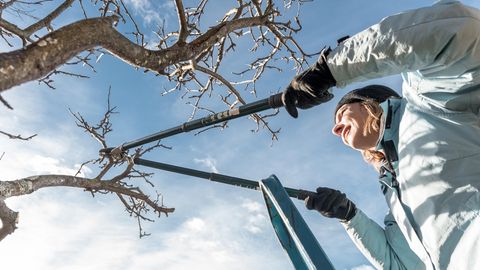 Gartenarbeit im Februar: Mit einer Astschere wird ein Obstbaum eingekürzt