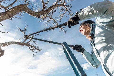 Gartenarbeit im Februar: Mit einer Astschere wird ein Obstbaum eingekürzt