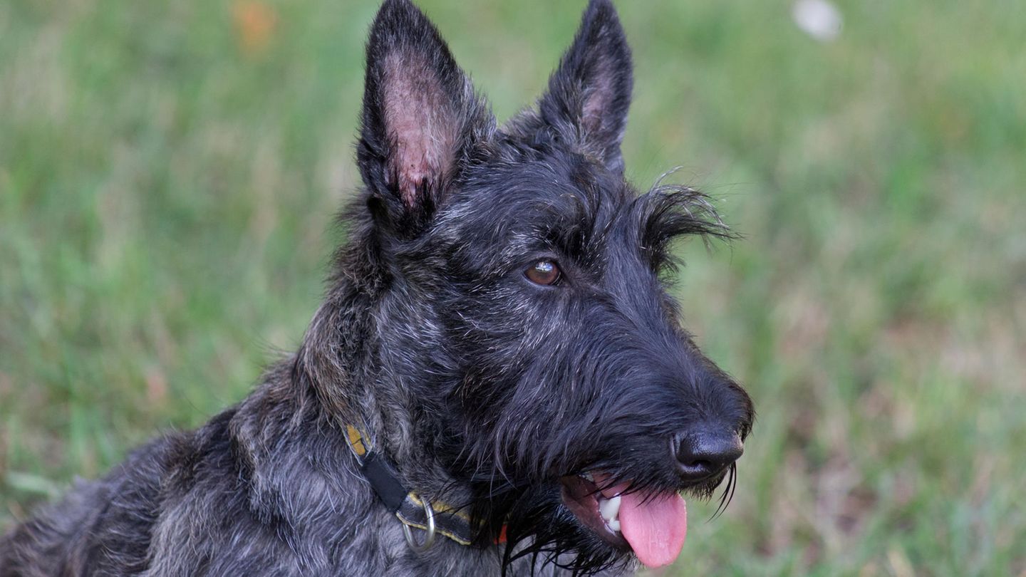 Mit Scottish Terriern wie diesem wurde das Thema "Hunde und Zigarettenrauch" untersucht
