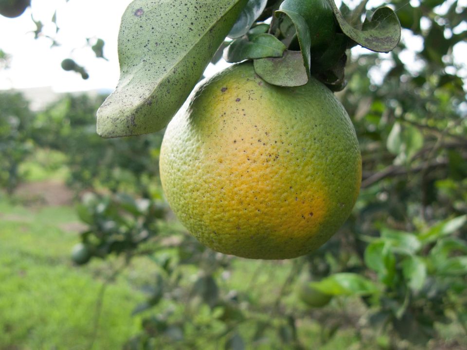 Orange infected with yellow dragon disease and therefore unsuitable for orange juice production Orange infected with yellow dragon disease and therefore unsuitable for orange juice production