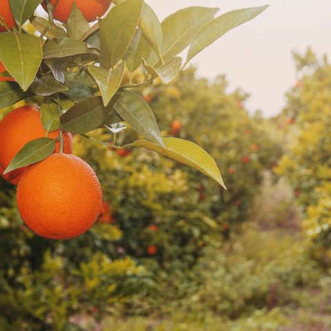 Symbolbild Orangenplantage