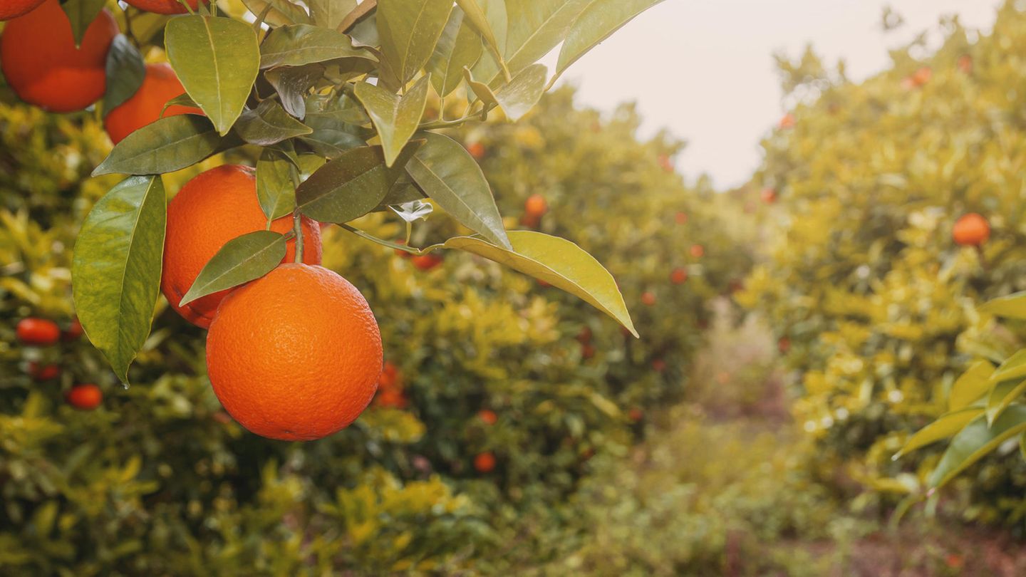 Raw material prices Why oranges are more expensive than they have been