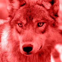 "Nadya" bat Wörner, dessen Wolfhund prominent auf seiner Website zu sehen war, um Rückruf und hinterließ ihre Telefonnummer. "Grüße an dich und dein Seelentier Wolf", schrieb sie