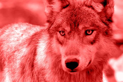 "Nadya" bat Wörner, dessen Wolfhund prominent auf seiner Website zu sehen war, um Rückruf und hinterließ ihre Telefonnummer. "Grüße an dich und dein Seelentier Wolf", schrieb sie