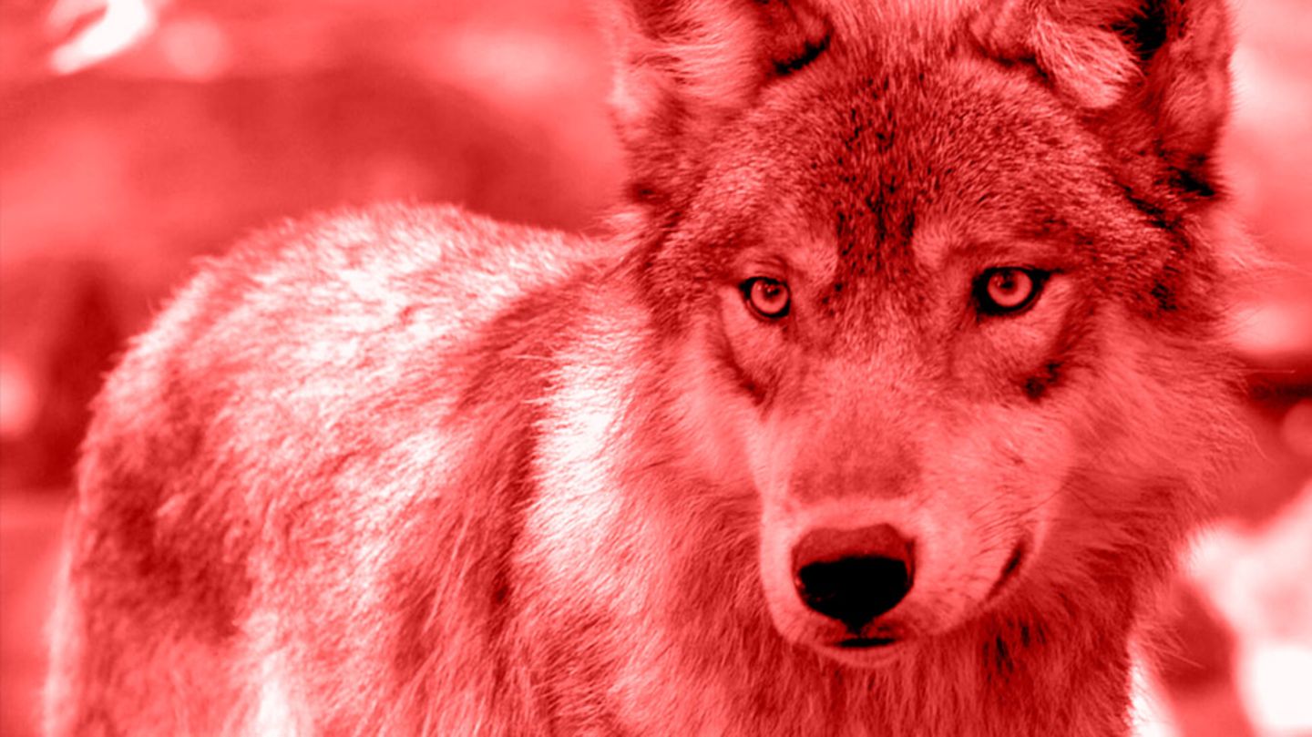 "Nadya" bat Wörner, dessen Wolfhund prominent auf seiner Website zu sehen war, um Rückruf und hinterließ ihre Telefonnummer. "Grüße an dich und dein Seelentier Wolf", schrieb sie