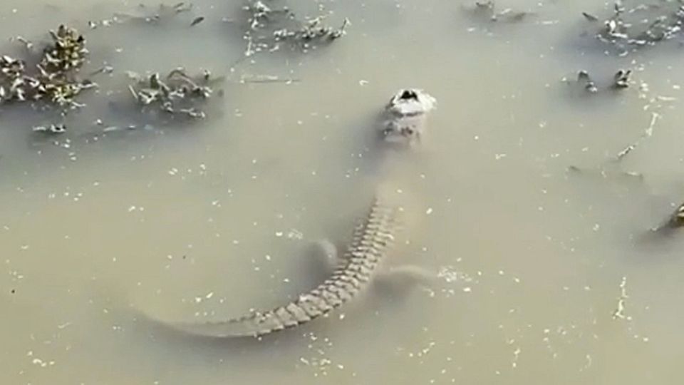 Alligator friert in See ein - nur das Maul bleibt frei Alligator friert in See ein - nur das Maul bleibt frei