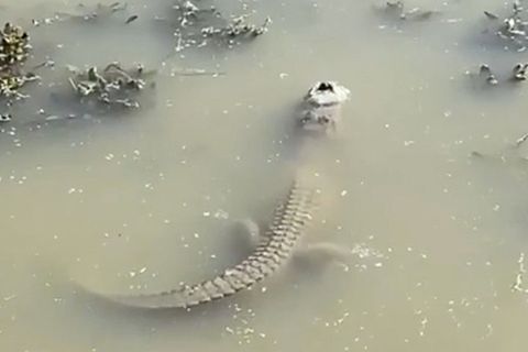 Alligator friert in See ein - nur das Maul bleibt frei