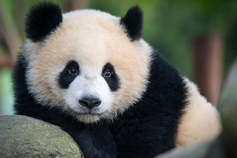 Mehr Pandas leben in freier Wildbahn