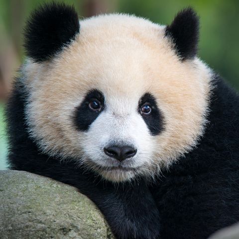 Mehr Pandas leben in freier Wildbahn