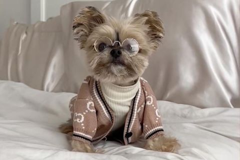 Sehen Sie im Video: Gucci-Weste und Bio-Futter – Yorkshire Terrier "Ducky" lebt das Leben  Videoquelle: rtl.de