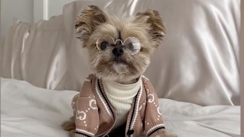 Sehen Sie im Video: Gucci-Weste und Bio-Futter – Yorkshire Terrier "Ducky" lebt das Leben  Videoquelle: rtl.de