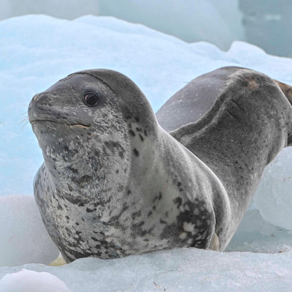 Livingston Island, Antarktis. Ein Seeleopard (Hydrurga leptonyx) ist auf den Südshetlandinseln im Eis unterwegs und scheint sich seines Lebens zu freuen.
