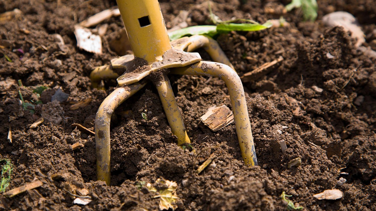 Eine Nahaufnahme eines Garten-"Klauen"-Werkzeugs, das in frisch bearbeitetem Boden gräbt
