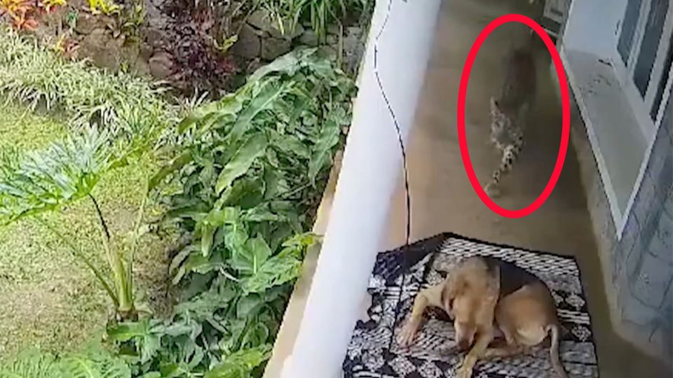 Überlebenskampf: Hund kämpft mit einem Leoparden