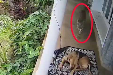 Überlebenskampf: Hund kämpft mit einem Leoparden