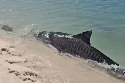 Australien: Schock für Strandbesucher: Tigerhai jagt Schildkröte in Ufernähe