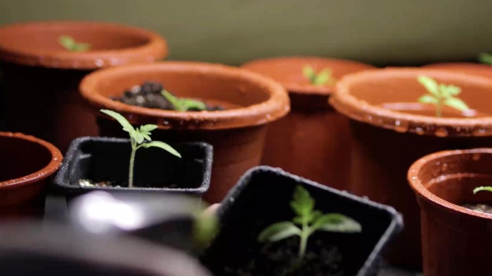 Gartenarbeit: Diese drei Gemüsesorten können Sie schon im Januar anbauen