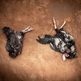 Zwei geopferte Hühner auf dem Boden