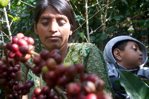 Kaffeeanbauerin in Guatemala