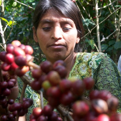Kaffeeanbauerin in Guatemala