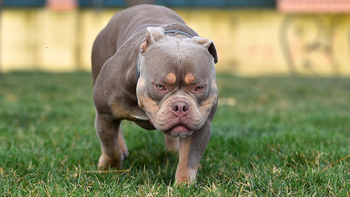 Ein graubrauner American Bully läuft auf einem Stück Rasen entlang