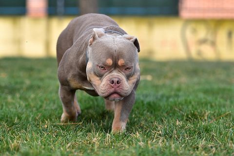 Ein graubrauner American Bully läuft auf einem Stück Rasen entlang