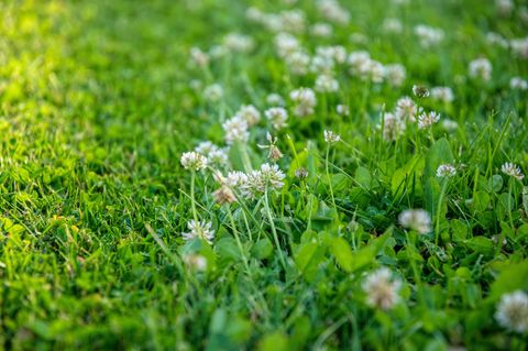 Rasenmähen im grünen Frühlingsgarten