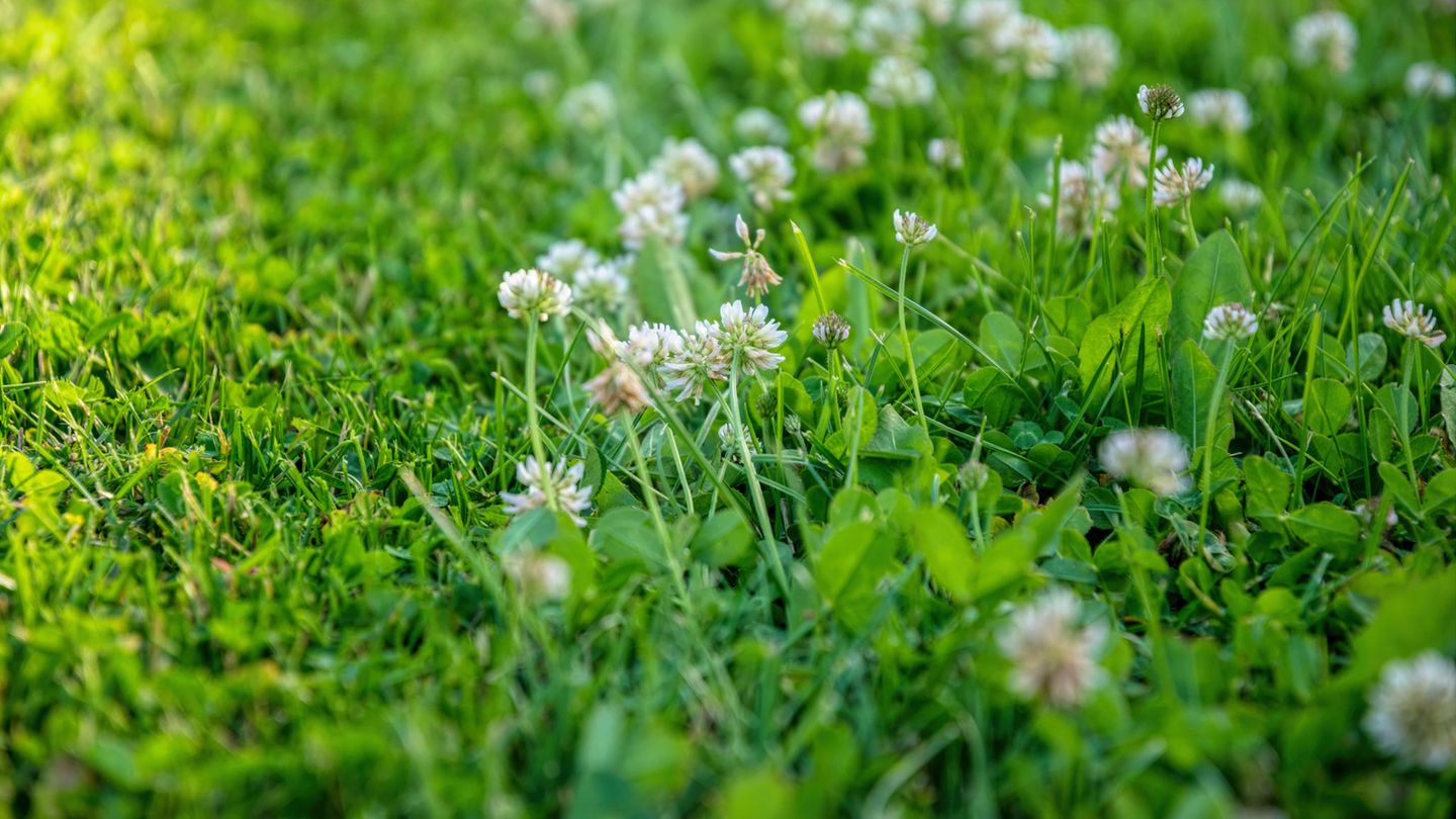 Rasenmähen im grünen Frühlingsgarten