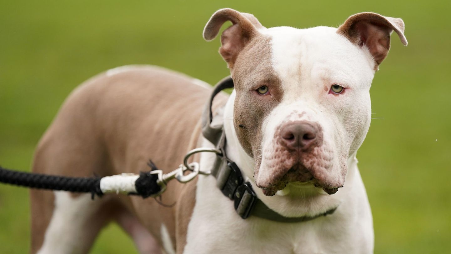 XL Bully