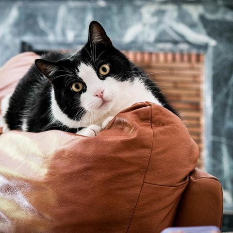Katze