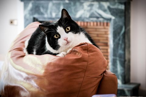 Katze