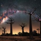 Affenbrotbäumen von Madagaskar mit der Milchstraße