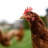 Konsum der Superlative  Das Lieblingsessen beim Super Bowl? Chicken Wings! 1,47 Milliarden Hähnchenflügel werden pro Jahr beim Super Bowl verzehrt, für das Spiel werden also über 700 Millionen Hähnchen geopfert. Doch das ist nicht alles. 14.500 Tonnen Chips und rund 4000 Tonnen Popcorn landen in den Mägen. Damit auch etwas Gemüse dabei ist, lieferte Mexiko in diesem Jahr rund 110.000 Tonnen zum nördlichen Nachbarn – das entspricht in etwa 250 Millionen Avocados. Das ganze Essen – mehr wird laut US-Statistiken nur an Thanksgiving konsumiert – macht natürlich auch durstig. 1,23 Milliarden Liter Bier trinken die Amerikaner während der TV-Übertragung – das macht pro Amerikaner (Kinder eingeschlossen) mehr als 3,5 Liter. Die National Retail Federation, der größte Einzelhandelsverband der Welt schätzt, dass in diesem Jahr 92 Dollar pro Person ausgegeben werden – so viel wie noch nie zuvor.