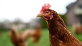 Konsum der Superlative  Das Lieblingsessen beim Super Bowl? Chicken Wings! 1,47 Milliarden Hähnchenflügel werden pro Jahr beim Super Bowl verzehrt, für das Spiel werden also über 700 Millionen Hähnchen geopfert. Doch das ist nicht alles. 14.500 Tonnen Chips und rund 4000 Tonnen Popcorn landen in den Mägen. Damit auch etwas Gemüse dabei ist, lieferte Mexiko in diesem Jahr rund 110.000 Tonnen zum nördlichen Nachbarn – das entspricht in etwa 250 Millionen Avocados. Das ganze Essen – mehr wird laut US-Statistiken nur an Thanksgiving konsumiert – macht natürlich auch durstig. 1,23 Milliarden Liter Bier trinken die Amerikaner während der TV-Übertragung – das macht pro Amerikaner (Kinder eingeschlossen) mehr als 3,5 Liter. Die National Retail Federation, der größte Einzelhandelsverband der Welt schätzt, dass in diesem Jahr 92 Dollar pro Person ausgegeben werden – so viel wie noch nie zuvor.