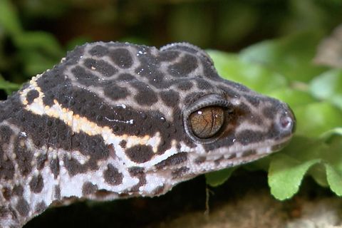 Artenschutz: Der Gecko ist das Zootier des Jahres 2024