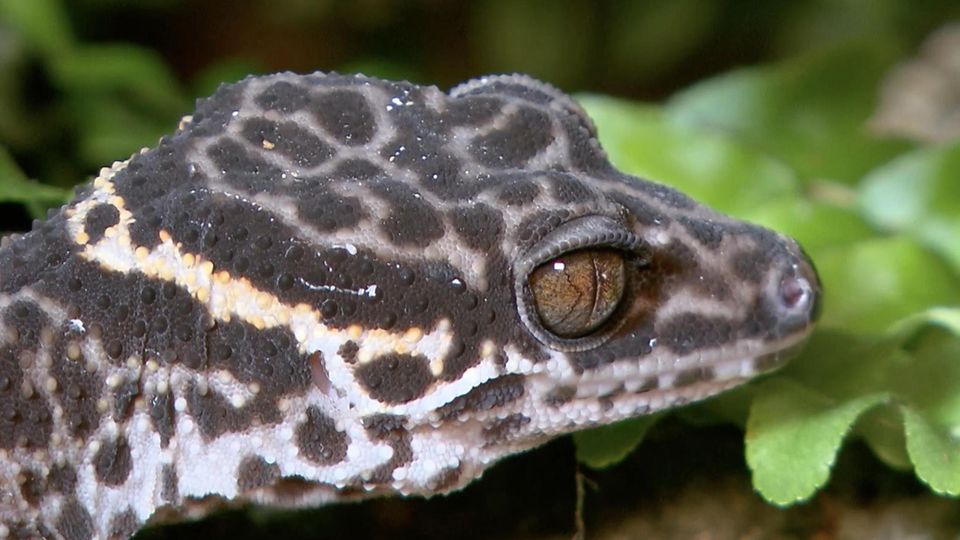 Artenschutz: Der Gecko ist das Zootier des Jahres 2024