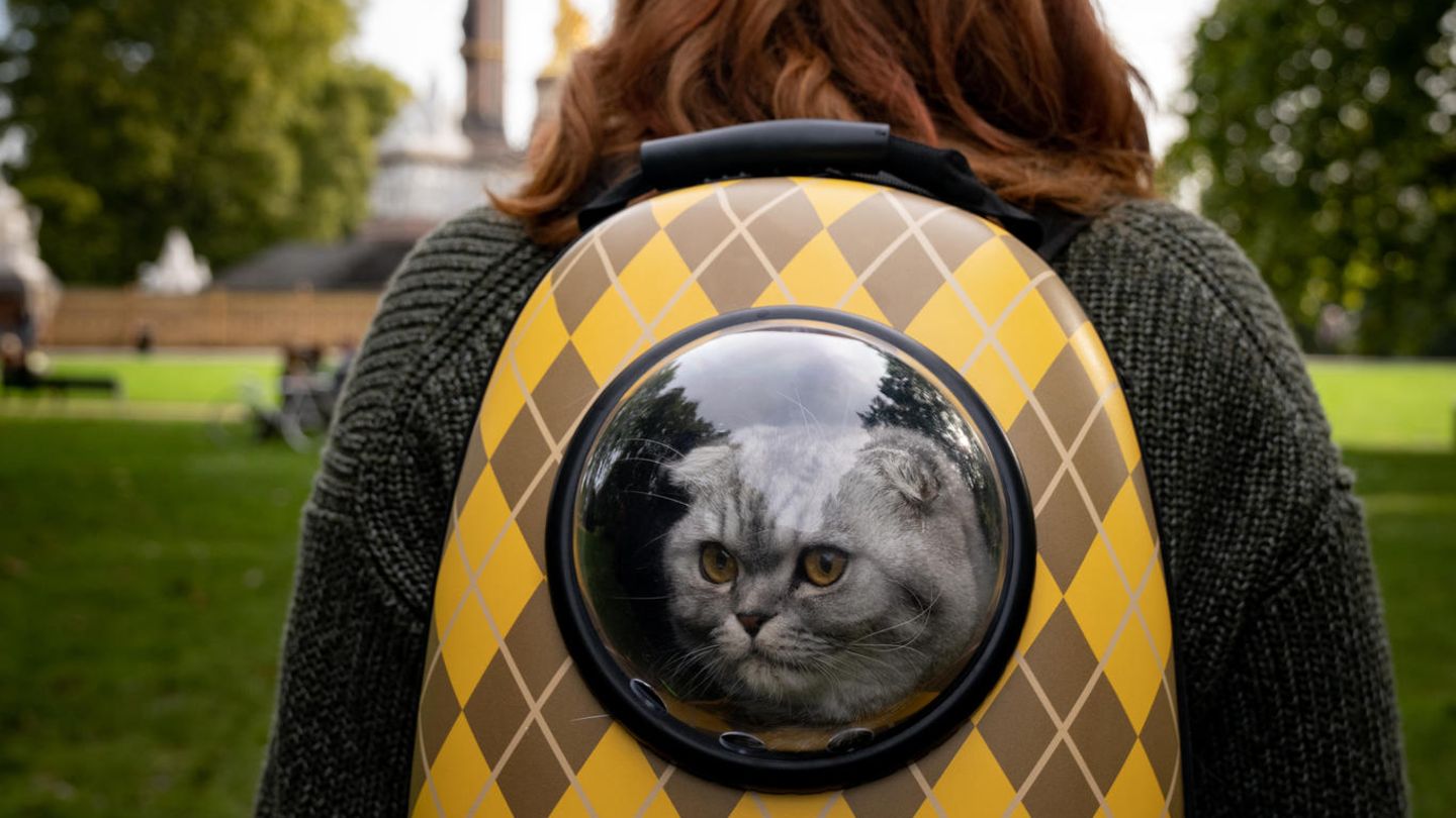 Bryce Dallas Howard mit Katze im Rucksack